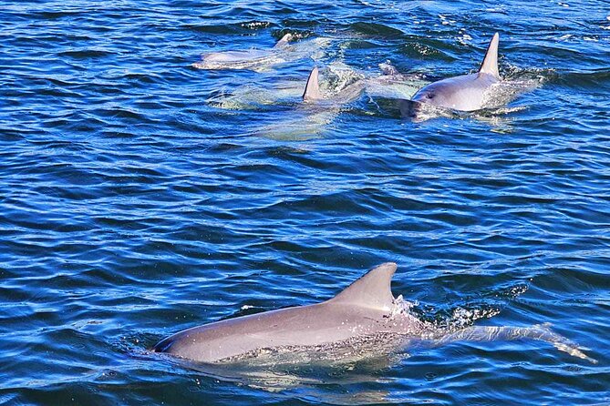 90 Minute Port River Dolphin & Ships Graveyard Cruise - The Ships’ Graveyard: Adelaide’s most striking stop