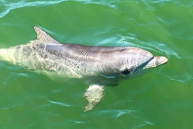 90 Minute Port River Dolphin & Ships Graveyard Cruise - Passing the Adelaide International Bird Sanctuary