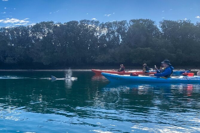 Adelaide Dolphin Sanctuary and Ships Graveyard Kayak Tour - Why Adelaide’s Port River makes an unusual kayak trip