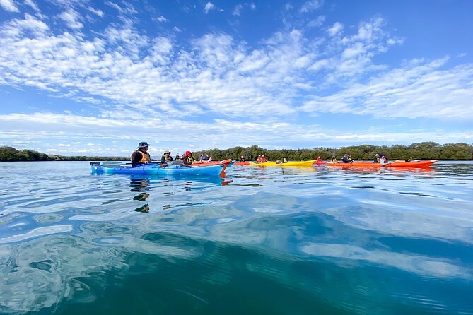 Adelaide Dolphin Sanctuary and Ships Graveyard Kayak Tour - Your first lesson on the water