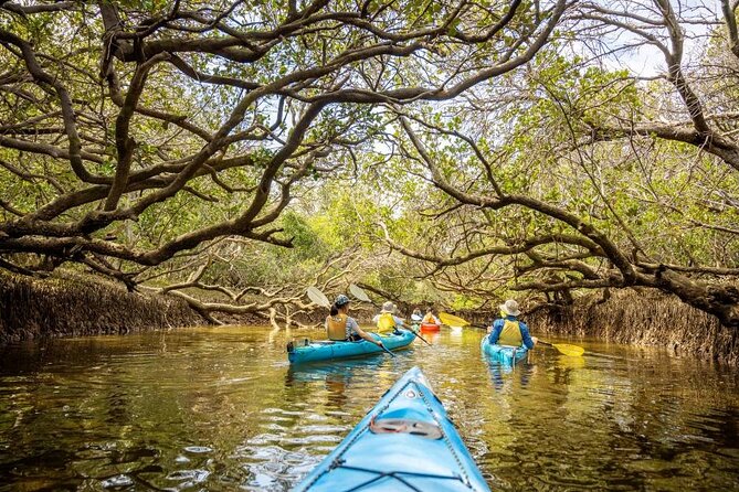 Adelaide Dolphin Sanctuary and Ships Graveyard Kayak Tour - Searching for Port River dolphins