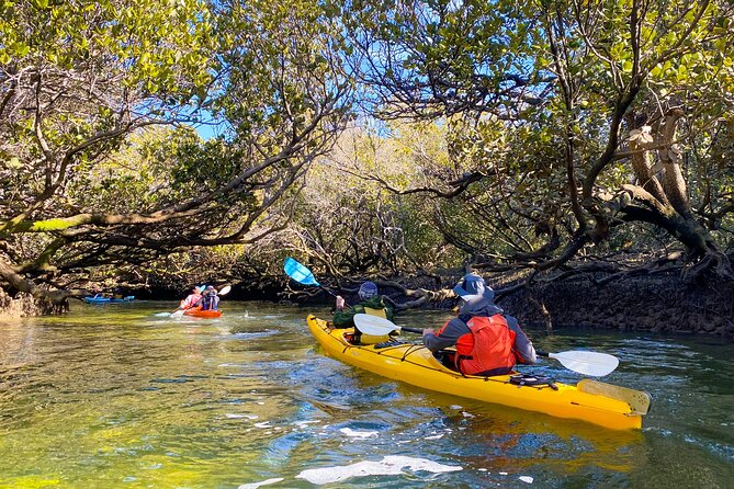 Adelaide Dolphin Sanctuary and Ships Graveyard Kayak Tour - Is $55.94 good value?