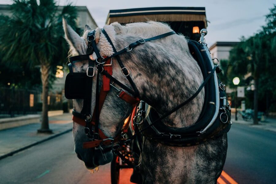 Charleston: Haunted Carriage Evening Tour - Key points to know before you book