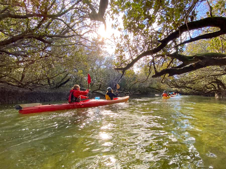 Dolphin Sanctuary and Ships Graveyard Kayak Tour - Key points to know before you paddle