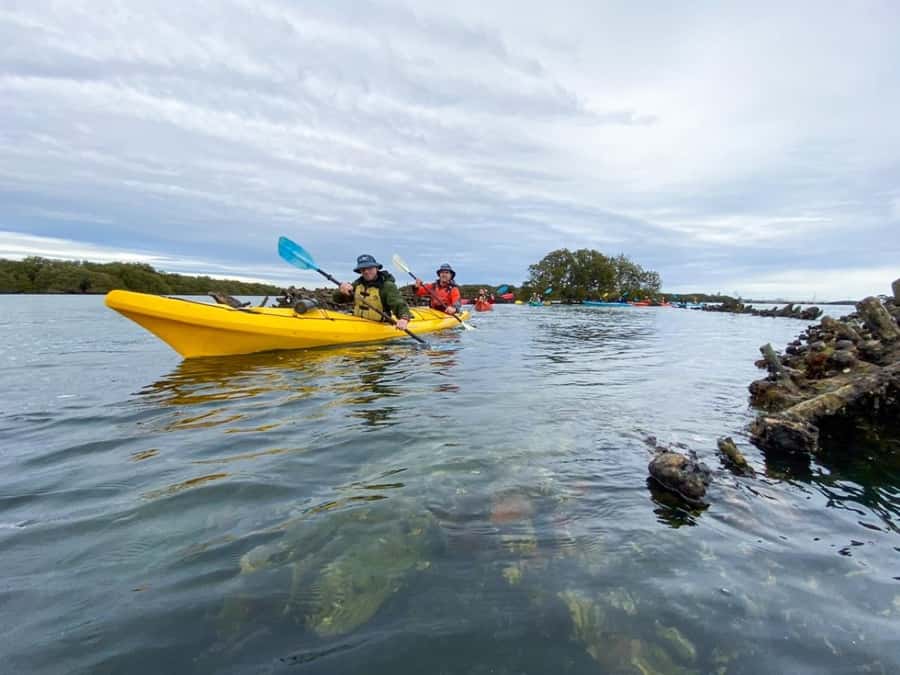 Dolphin Sanctuary and Ships Graveyard Kayak Tour - Who should book this kayak tour?