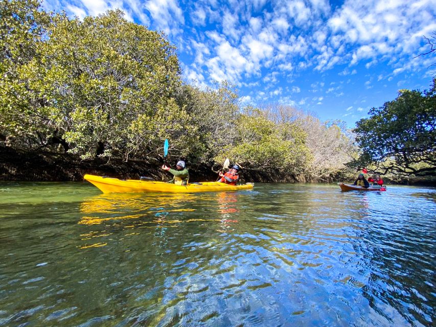 Dolphin Sanctuary and Ships Graveyard Kayak Tour - Exploring the Ships Graveyard