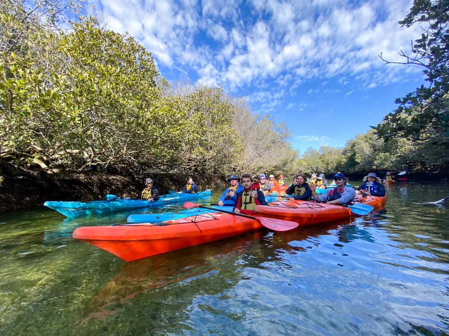 Dolphin Sanctuary and Ships Graveyard Kayak Tour - The guide makes or breaks the outing