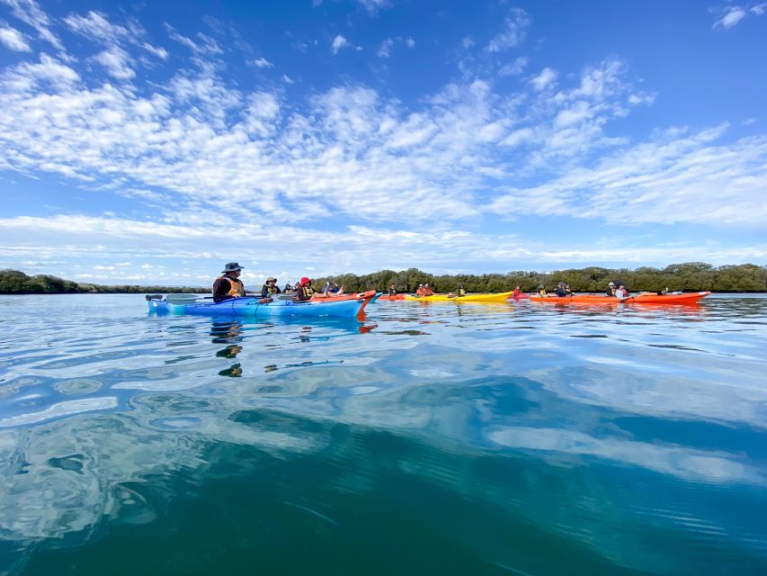Dolphin Sanctuary and Ships Graveyard Kayak Tour - Is $55 good value?