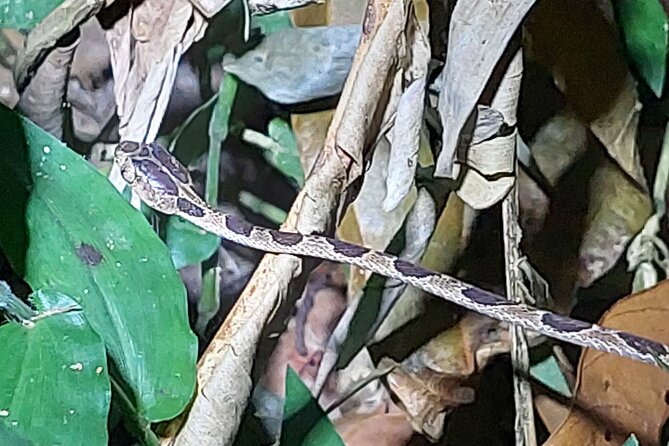 Explore the Dark Side of Nature: Manzanillo Refuge Night Walk - Entering Manzanillo after sunset