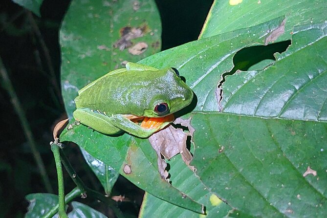 Explore the Dark Side of Nature: Manzanillo Refuge Night Walk - Why Adrian makes the difference