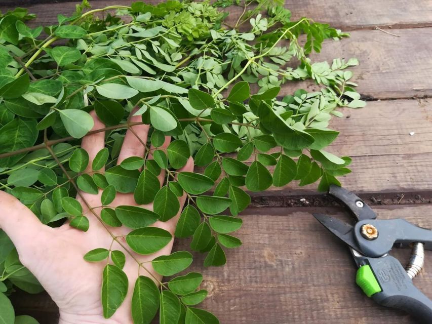 Gran Canaria: Green Witchcraft in the Magic Island - Is $69 a fair price?