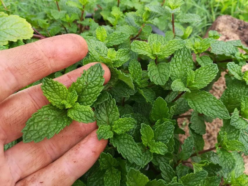 Gran Canaria: Green Witchcraft in the Magic Island - Finishing with an herbal infusion