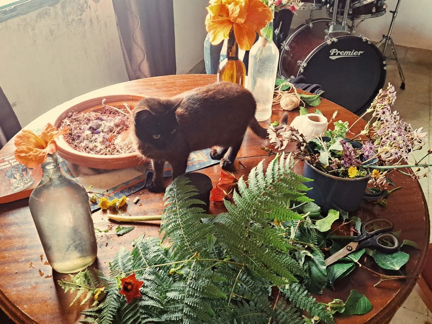 Plants and natural elements for Witchcraft and Tarot - Tea, tapas, and a pause in the ravine