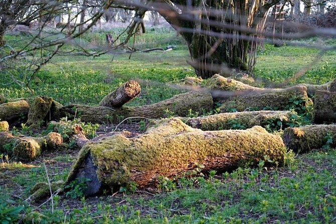 Prehistoric Britain: Ancient Caves, Stonehenge & Haunted Forest - The guide, the pace, and the private price