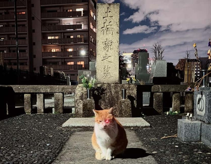 Tokyo: True Crime And Ghost Stories Tour - Kabukicho: gang wars, love hotels, and Tokyo’s adult economy