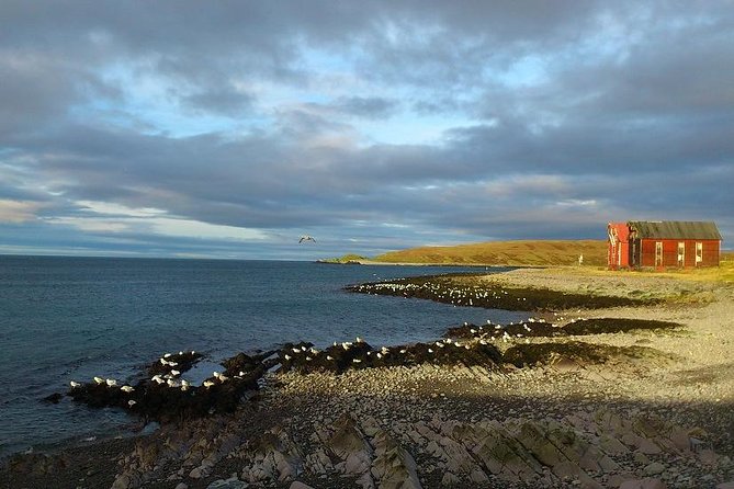 Vardø: A Self-Guided Walking Tour of Pomors, Radars & Witches - Hornøya and the bird life beyond town